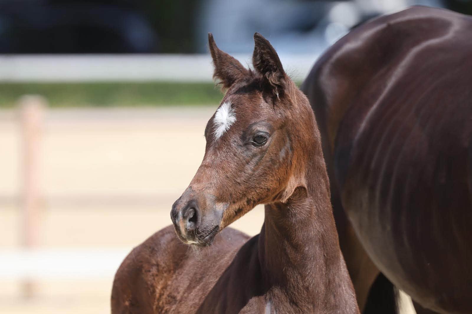 Hengstfohlen von Sutherland u.d. Superbe WH v. Schwarzgold- Foto: Trakehner Verband