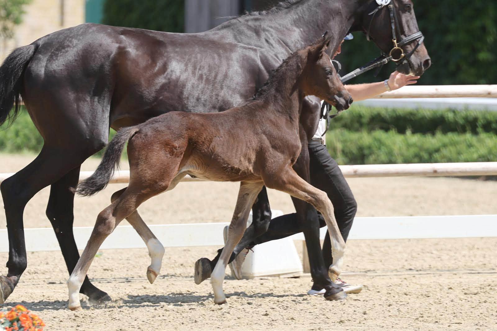 Hengstfohlen von Sutherland u.d. Superbe WH v. Schwarzgold- Foto: Trakehner Verband