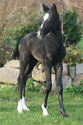 Trakehner colt by Kostolany out of Aida by Kalif, at the age of 3 days; picture: Ulrike Sahm