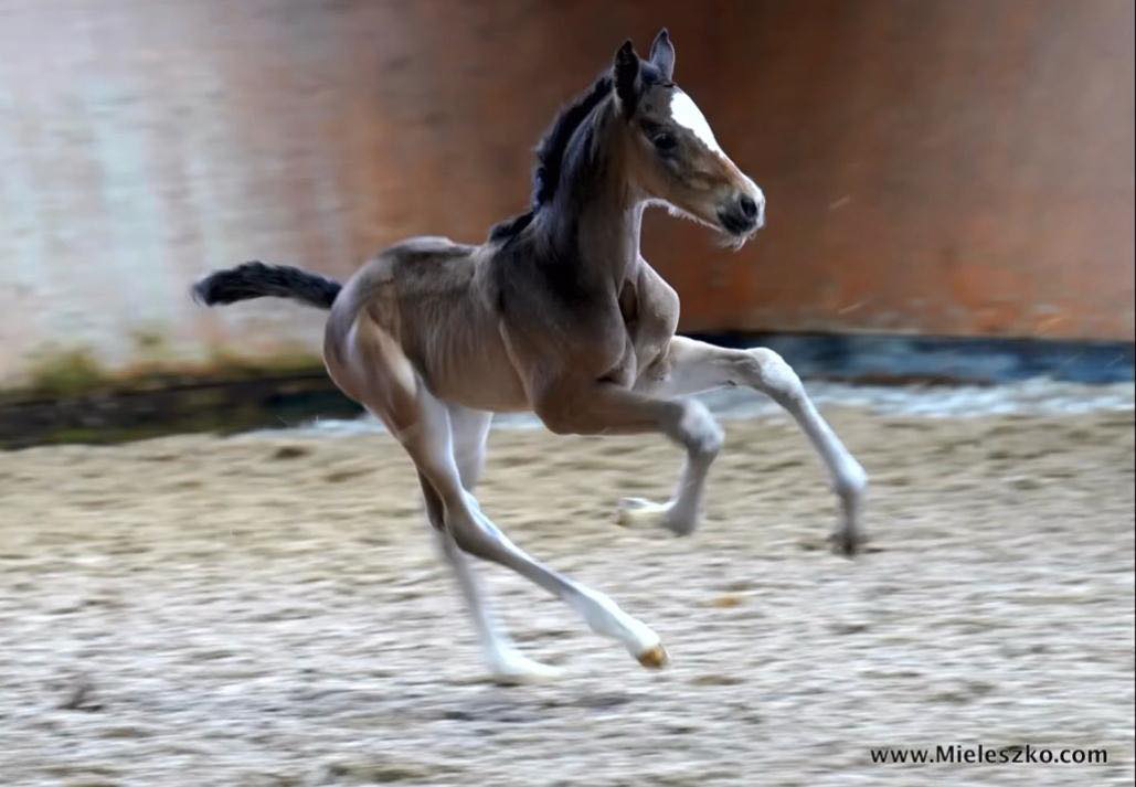 Kaiserin von Rheinglanz u.d. St.Pr.u.Pr.St. Kiss me now v. His Moment u.d. St.Pr.u.Pr.St. Katniss Everdeen v. Saint Cyr - Gest�t H�melschenburg Beate Langels