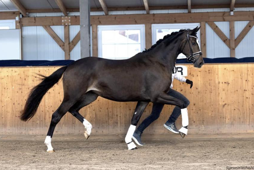 Kaiserin von Rheinglanz u.d. St.Pr.u.Pr.St. Kiss me now v. His Moment u.d. St.Pr.u.Pr.St. Katniss Everdeen v. Saint Cyr - Gest�t H�melschenburg Beate Langels