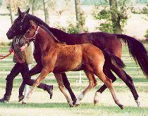 Filly by Manhattan out of Kaiserjagd by Alter Fritz