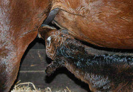 Filly by Summertime out of Premiummare Kalmar by Exclusiv