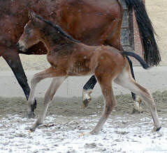 Filly by Summertime out of Pr.St. Kalmar by Exclusiv
