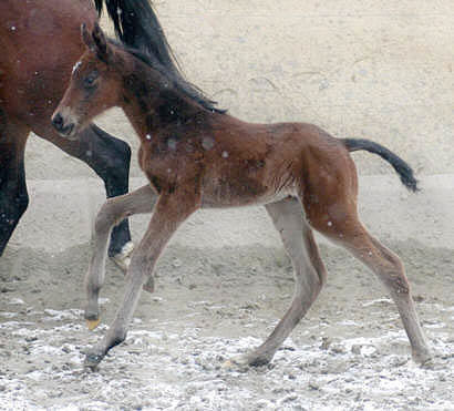 Filly by Summertime - Exclusiv, 1 day old