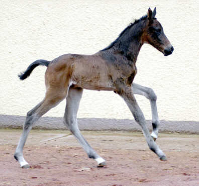 Trakehner Filly by Shavalou out of Pr.St. Kalmar by Exclusiv - 1 Tag alt