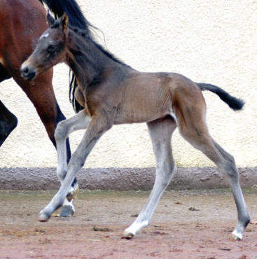 Filly by Shavalou out of Pr.St. Kalmar by Exclusiv,at the age of 15 hours