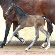 Trakehner filly by Shavalou out of Pr.St. Kalmar by Exclusiv