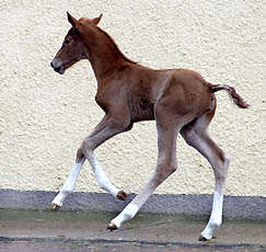 Trakehner Filly by Shavalou out of Pr.St. Kalmar by Exclusiv