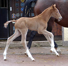 Filly by Shavalou out of Pr.St. Kalmar by Exclusiv