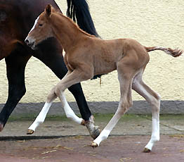 Trakehner filly by Shavalou out of Pr.St. Kalmar by Exclusiv