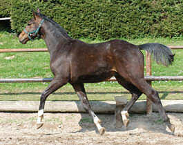 Trakehner yearling colt by Exclusiv