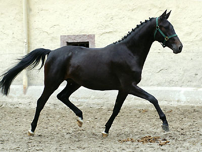 Trakehner mare KASOU by Shavalou out of Pr.St. Kalmar by Exclusiv - at the age of 3 years border=