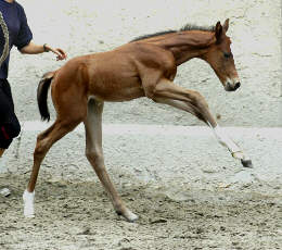 Trakehner Filly by Exclusiv