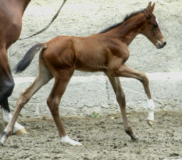 Trakehner Filly by Exclusiv