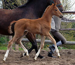 Trakehner Filly by Shavalou out of Pr.St. Kalmar by Exclusiv -  April 2007