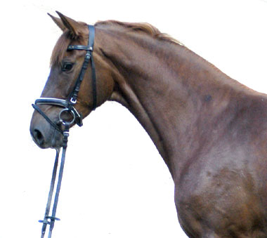 Kavalou - Trakehner Trakehner Mare by Shavalou out of Pr.St. Kalmar by Exclusiv - 3 year old