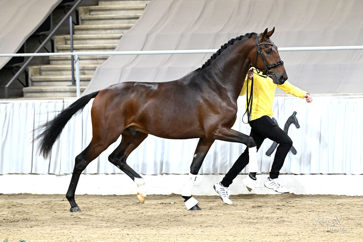 Oldenburger Hengst von Frst Toto u.d. Schwalbenflocke v. Sir Donnerhall I u.d. Schwalbendiva v. Totilas 
 - Trakehner Gestt Hmelschenburg - Beate Langels