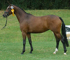 Korona von Freudenfest out of Kaiserflair by Manrico, Champion of the central Mare Inspection 2005