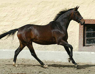 Oldenburger Mare by Kostolany out of Bell'Air by Sandro