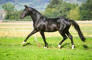 Kronberg v. Kostolany - Sandro im Herbst 2003 - copyright by Dossenbach, CH