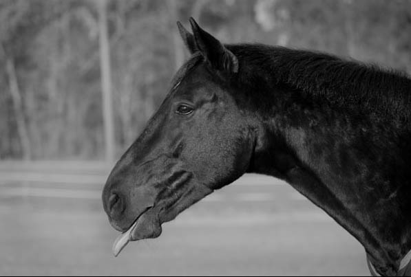 Kronberg v. Kostolany - Sandro im Januar 2007 - copyright C. Aschwanden