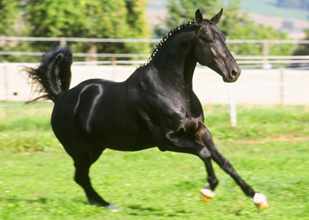 Kronberg v. Kostolany - Sandro im Herbst 2003 - copyright by Dossenbach, CH