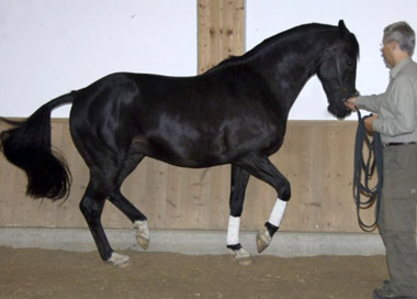 Kronberg v. Kostolany - Sandro - Zchter: Gestt Hmelschenburg