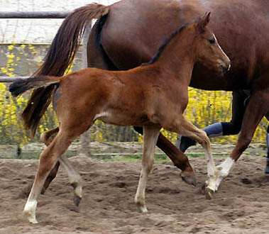 Trakehner Filly by Exclusiv out of Klassic by Freudenfest out of Kassuben by Enrico Caruso
