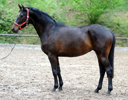 3year old Trakehner Mare by Exclusiv out of Kaiserzeit by Summertime, Foto: Beate Langels