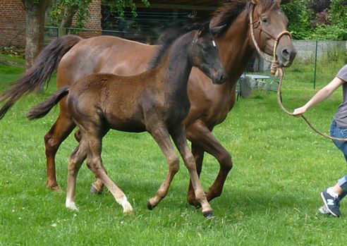Esm - Trakehner Stutfohlen von Saint Cyr u.d. Emilie v. All Inclusive - Foto: Andrea Lcke