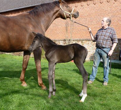 Stutfohlen von Saint Cyr u.d. Emilie v. All Inclusive - Foto: Andrea Lcke