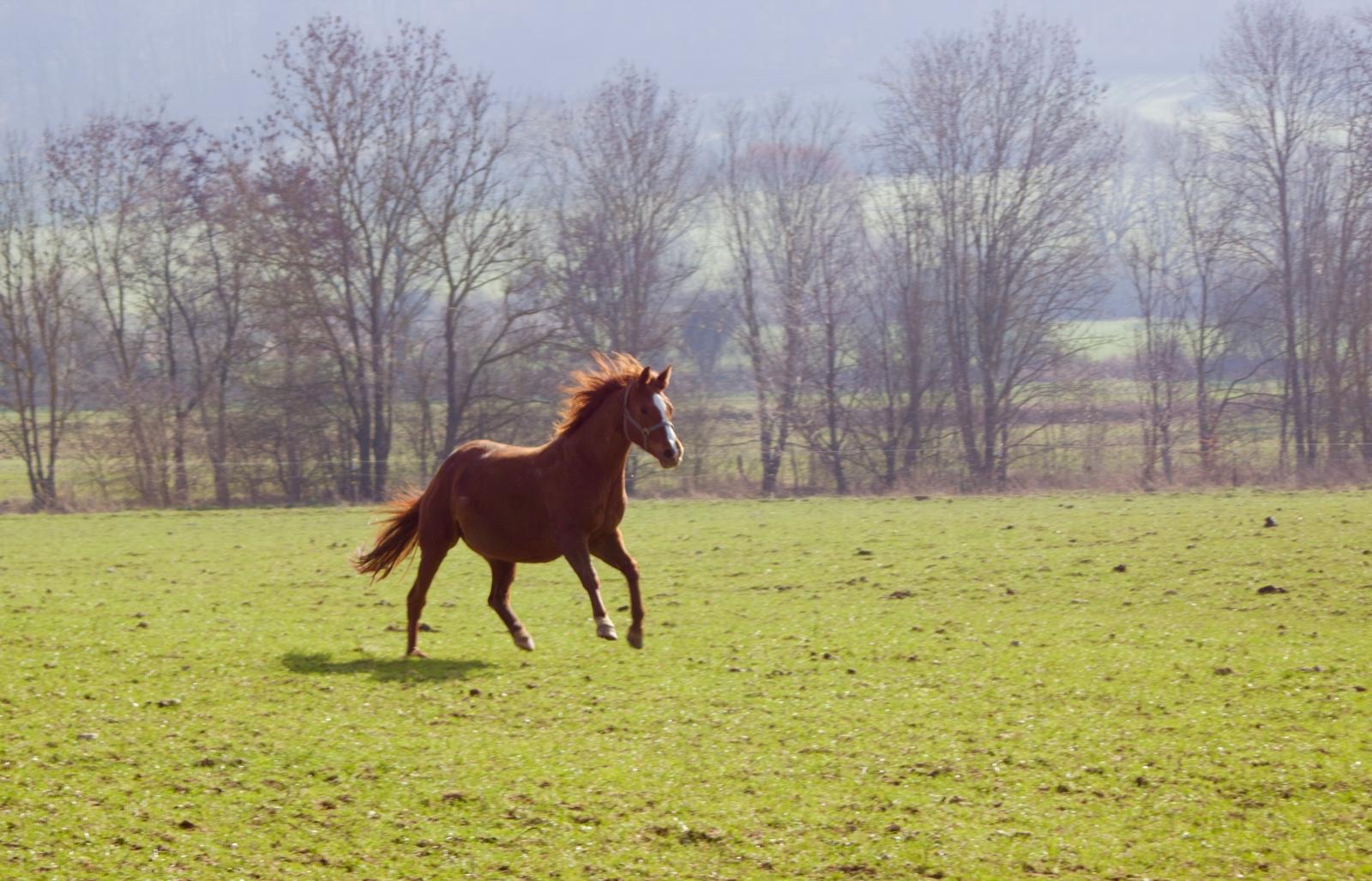 Die Trakehner und Oldenburger Stuten auf der Feldkoppel - Foto: Liv M�LLER