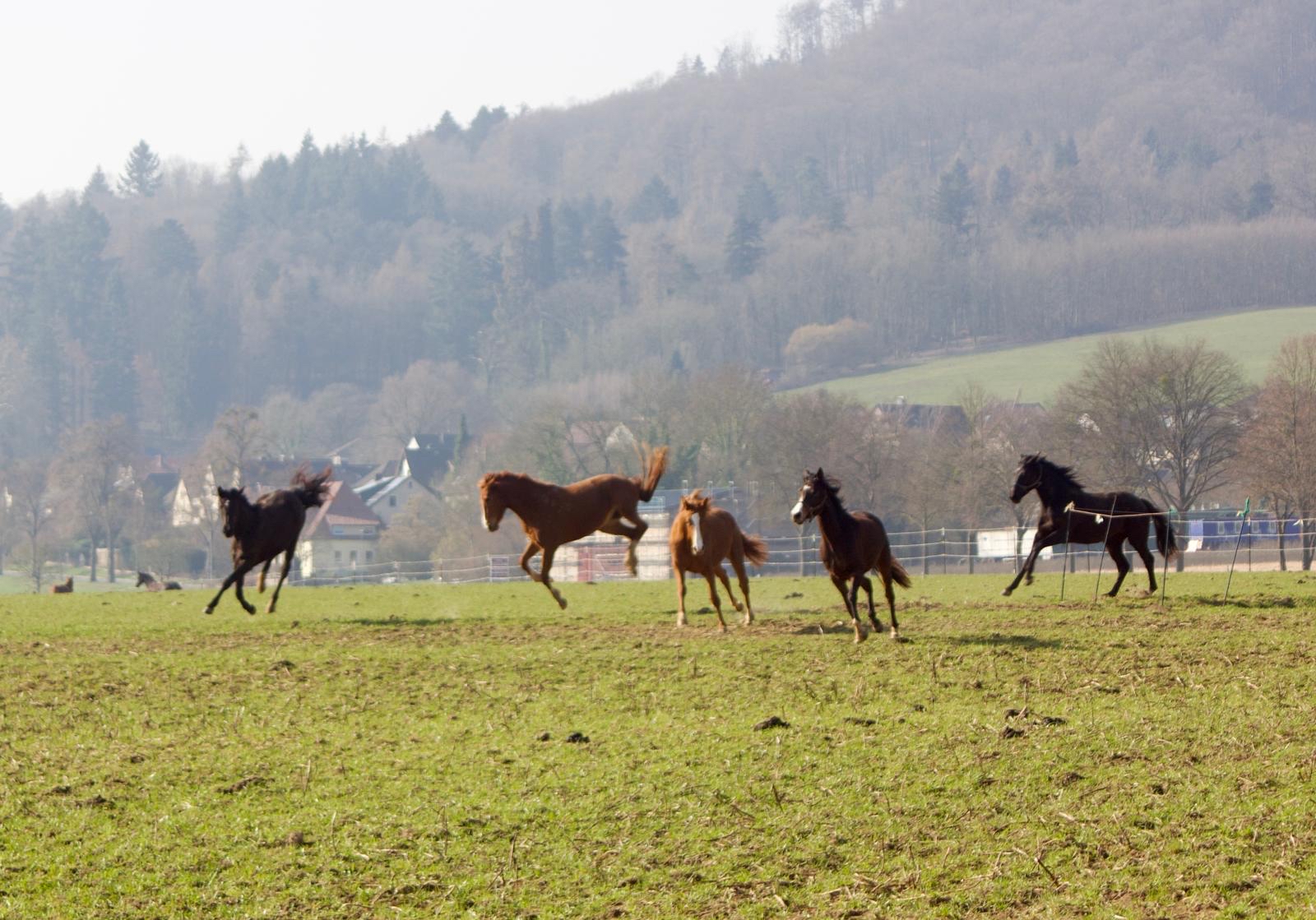Die Trakehner und Oldenburger Stuten auf der Feldkoppel - Foto: Liv M�LLER