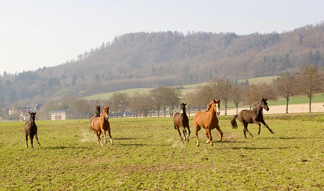 Die Trakehner und Oldenburger Stuten auf der Feldkoppel - Foto: Liv M�LLER