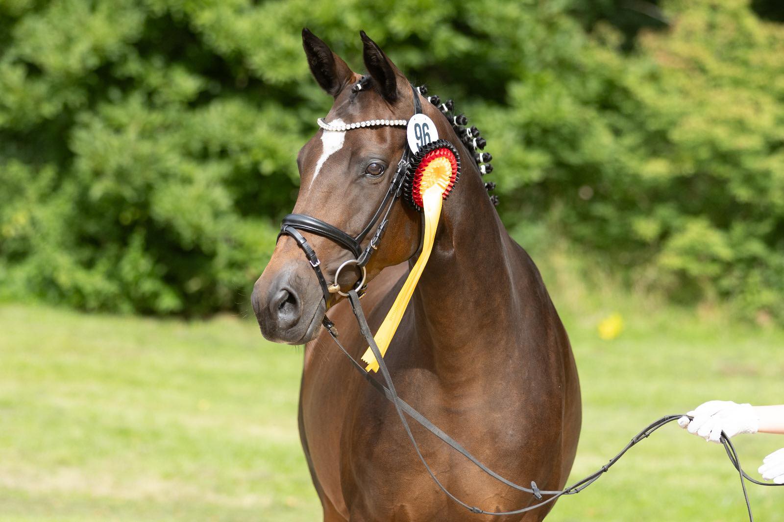 Gabbana - Trakehner Bundesstutenschau Kranichstein 2025 - Foto: Beate Langels - Trakehner Gestt Hmelschenburg