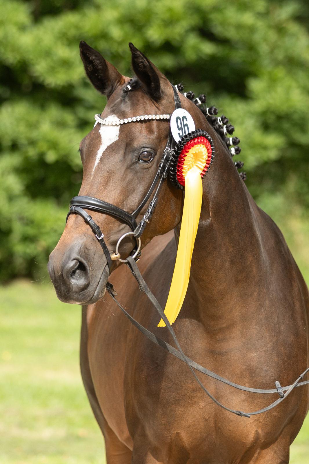 Trakehner Prmienstute GABBANA von High Motion u.d. Greta Garbo v. Alter Fritz, Gestt Hmelschenburg - Beate Langels, Foto: Pia Elger
