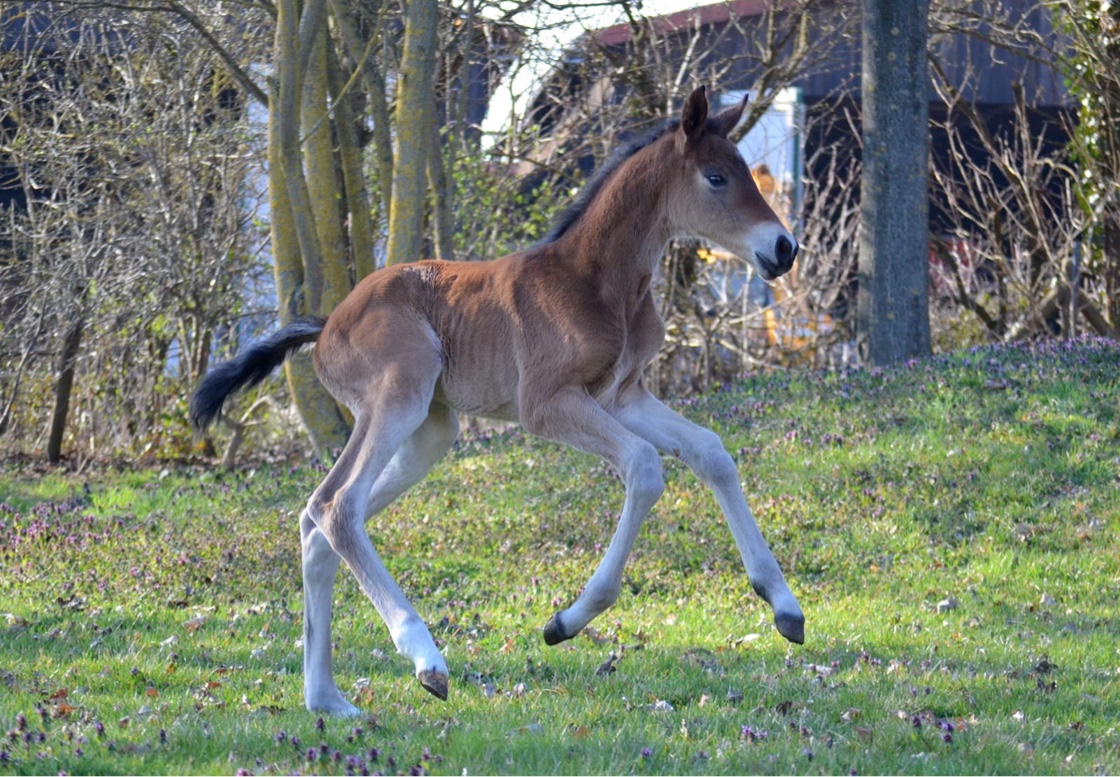 Stutfohlen von Millennium u.d. Pr.u.StPrSt. Katniss Everdeen v. Saint Cyr - Foto Pia Elger - Gest�t H�melschenburg