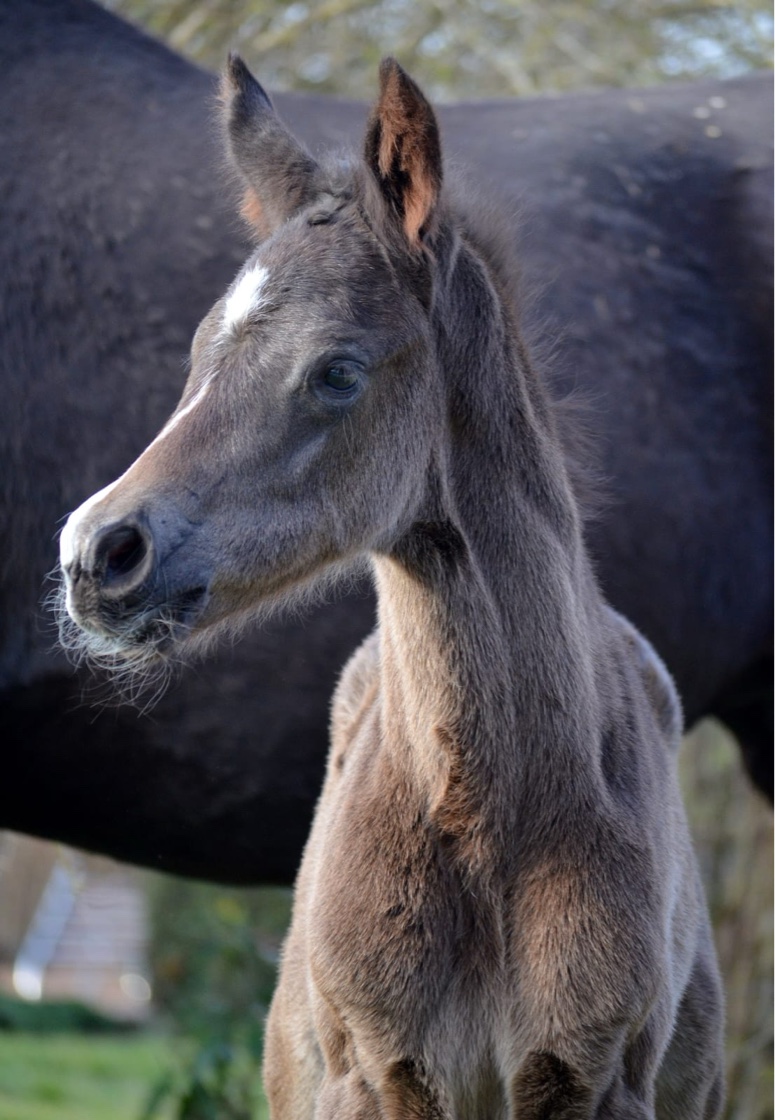 Hengstfohlen von Sutherland u.d. New Millennia SK v. Millennium - Z�chterin Sabine Kliesch  - Foto: Pia Elger