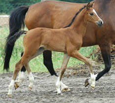 Filly by Shavalou out of Sans Souci by Pardon Go, Breeder: Georg Pleister, Melle