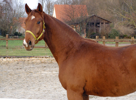  3jhriger Wallach von Fidertanz - Foto: Richard Langels - Gestt Schplitz