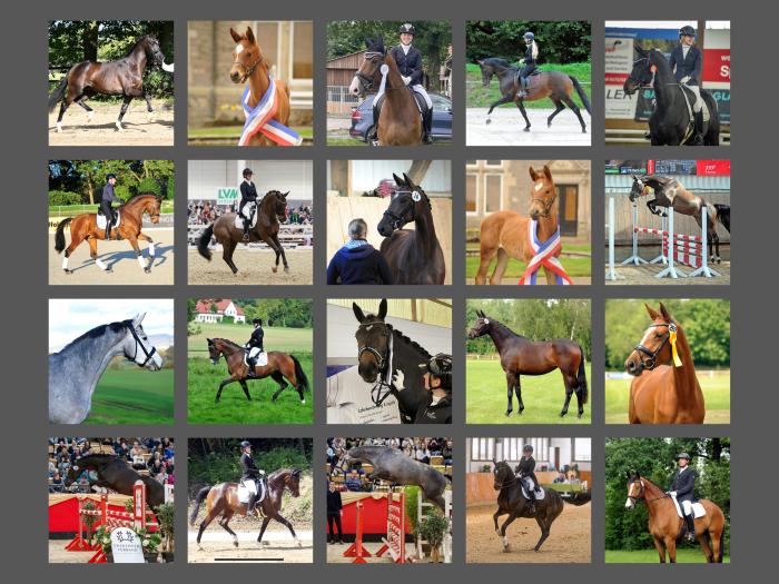 Erfolgreiche Hmelschenburger Pferde im Jahr 2024 - Trakehner Gestt Hmelschenburg