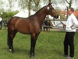 Sacre Schwalbe by Manhattan out of premium-mare Sacre Noir by Kostolany