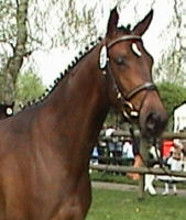 at the mare selection in Tasdorf 2005