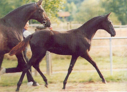 Pr. St. Santa Fee by Kostolany - when she was 6 month old