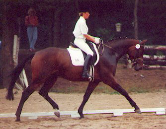 Sarogna 4-years old - Multiple Champion in competitions for young riding horses