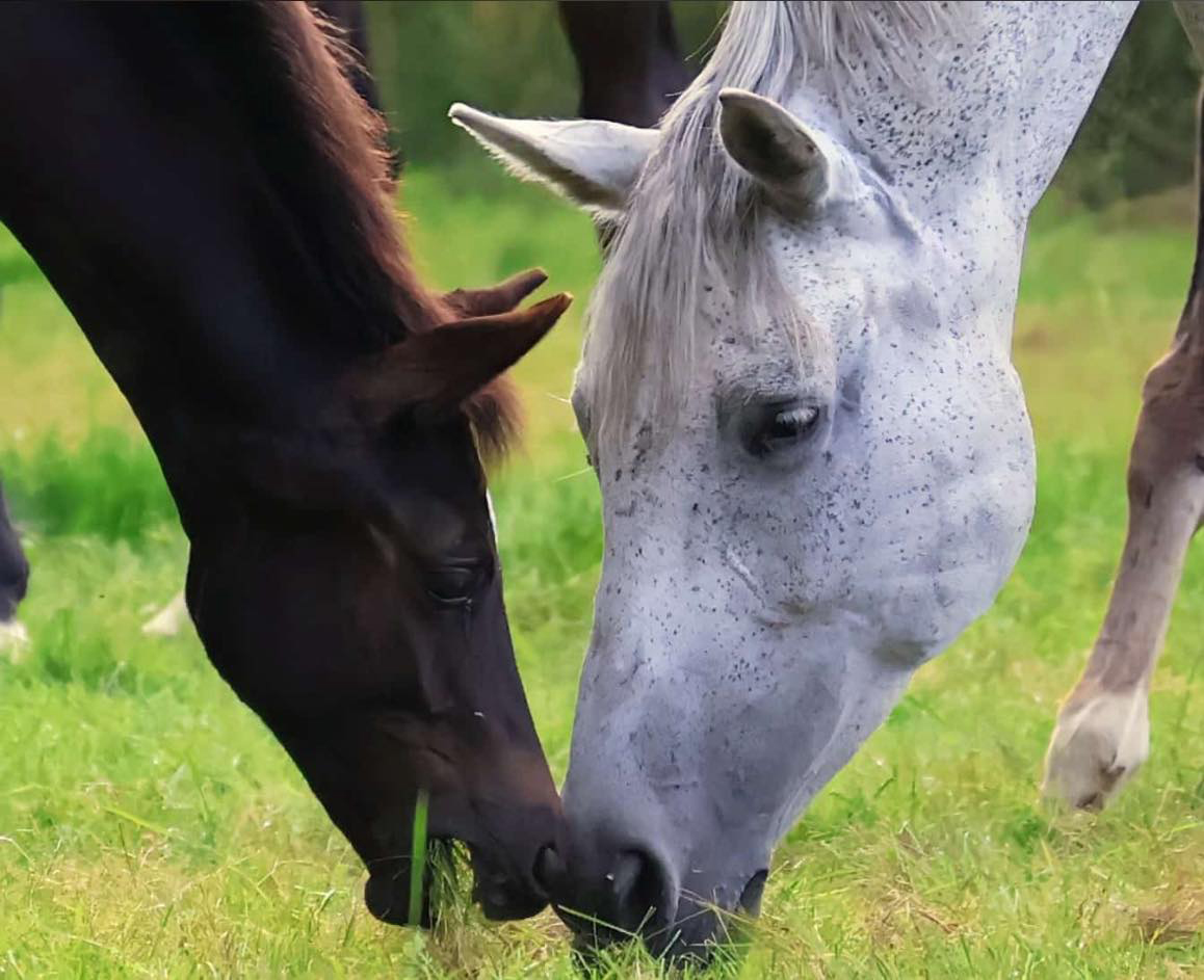  - Foto: Sabine Beyer - Trakehner Gestt Hmelschenburg