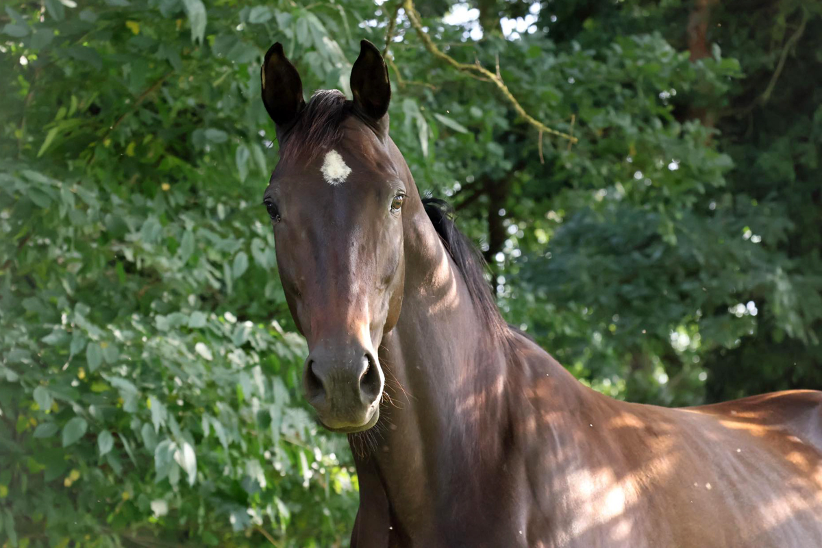  - Foto: Sabine Beyer - Trakehner Gestt Hmelschenburg