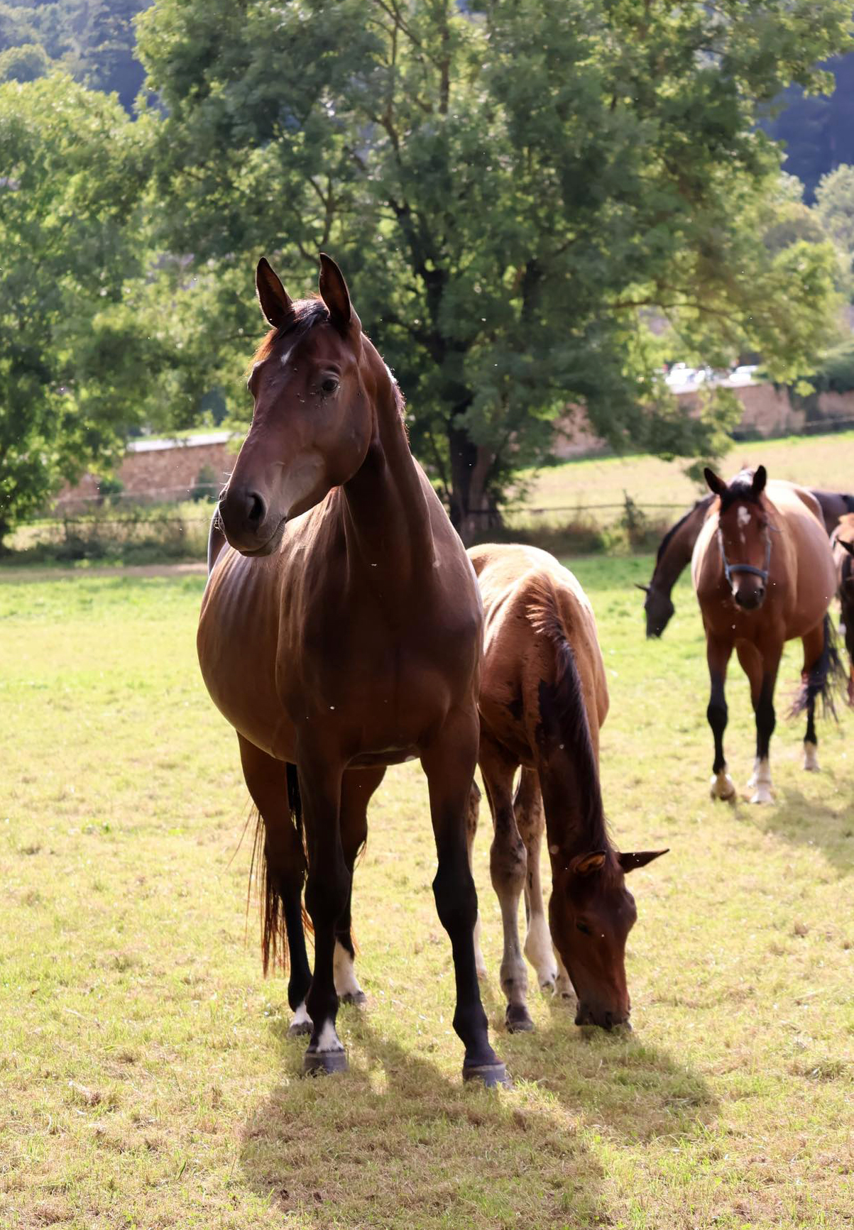  - Foto: Sabine Beyer - Trakehner Gestt Hmelschenburg