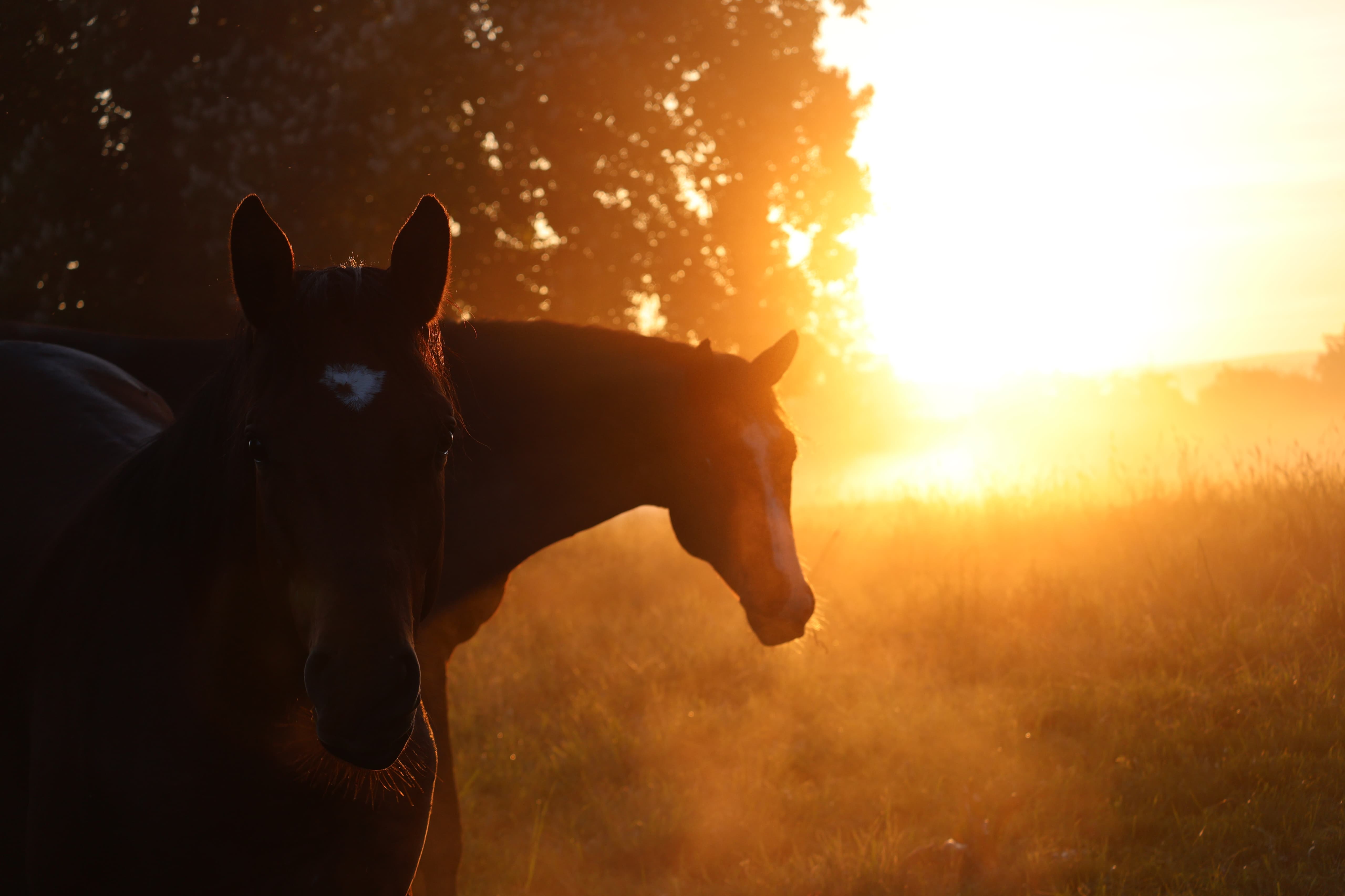 Trakehner Junghengste im Tal der Emmer - 11.Mai 2025 - Trakehner Gestt Hmelschenburg - Foto Sabine Beyer